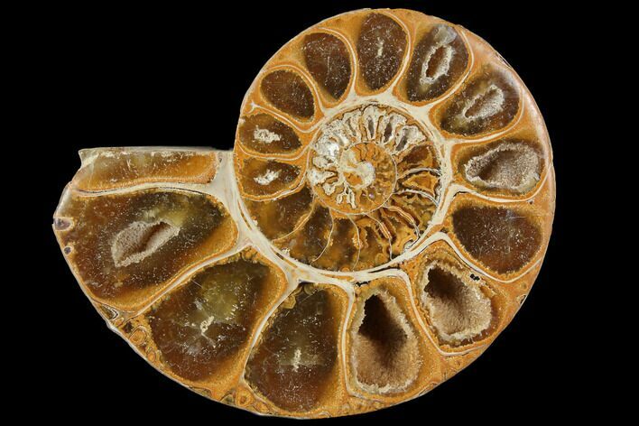 Sliced, Agatized Ammonite Fossil (half) - Jurassic #110744